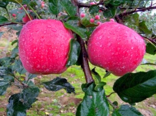 苹果一夜被偷光 苹果一夜被偷光