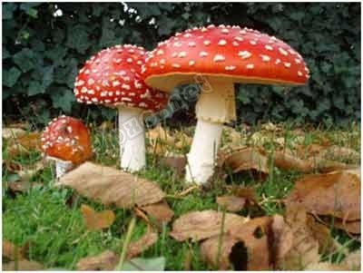 【如何辨别蘑菇是否有毒】鲜艳的蘑菇都有毒这种说法竟然是错误的! 有毒蘑菇分辨
