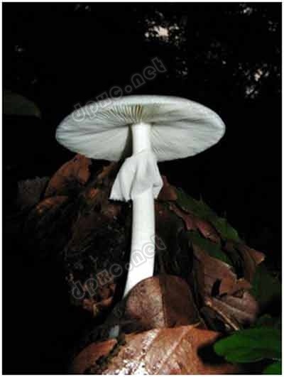 【如何辨别蘑菇是否有毒】鲜艳的蘑菇都有毒这种说法竟然是错误的! 有毒蘑菇分辨