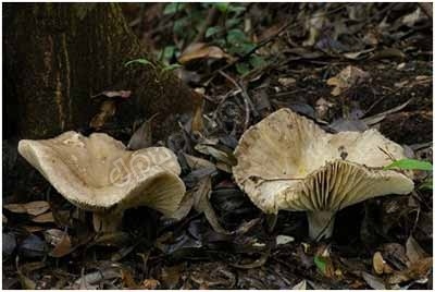 【如何辨别蘑菇是否有毒】鲜艳的蘑菇都有毒这种说法竟然是错误的! 有毒蘑菇分辨