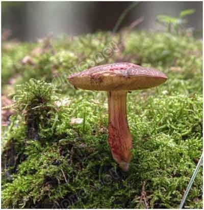 【如何辨别蘑菇是否有毒】鲜艳的蘑菇都有毒这种说法竟然是错误的! 有毒蘑菇分辨