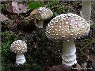 【如何辨别蘑菇是否有毒】鲜艳的蘑菇都有毒这种说法竟然是错误的! 有毒蘑菇分辨