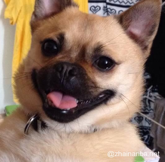 不同品种的狗狗进行交配,生出来的下一代是什么样的? 狗狗 串串