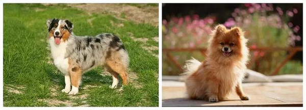 不同品种的狗狗进行交配,生出来的下一代是什么样的? 狗狗 串串