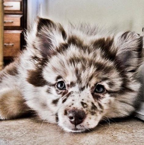 不同品种的狗狗进行交配,生出来的下一代是什么样的? 狗狗 串串