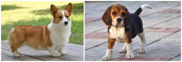 不同品种的狗狗进行交配,生出来的下一代是什么样的? 狗狗 串串