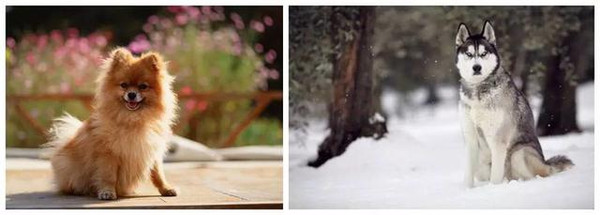 不同品种的狗狗进行交配,生出来的下一代是什么样的? 狗狗 串串