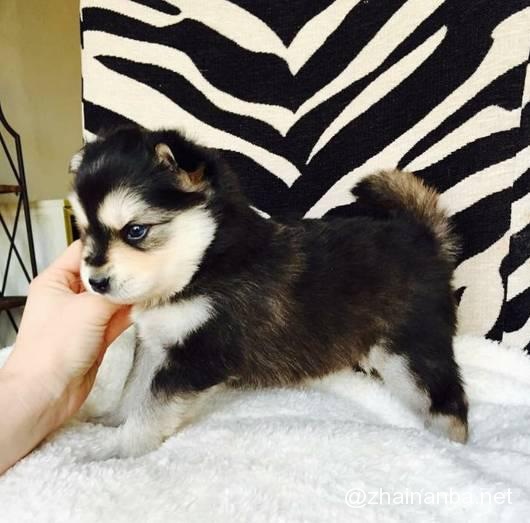 不同品种的狗狗进行交配,生出来的下一代是什么样的? 狗狗 串串