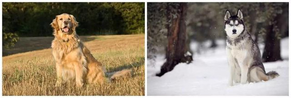 不同品种的狗狗进行交配,生出来的下一代是什么样的? 狗狗 串串