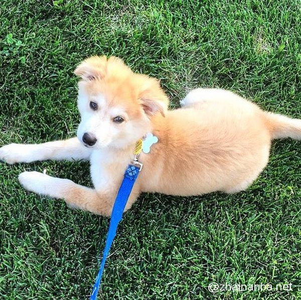 不同品种的狗狗进行交配,生出来的下一代是什么样的? 狗狗 串串