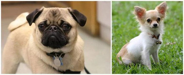 不同品种的狗狗进行交配,生出来的下一代是什么样的? 狗狗 串串