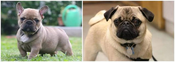 不同品种的狗狗进行交配,生出来的下一代是什么样的? 狗狗 串串