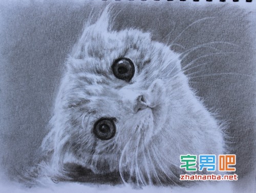 在猫的身上戴上gps,观察它们夜间的运动轨迹,结果看到了这个。。。 猫