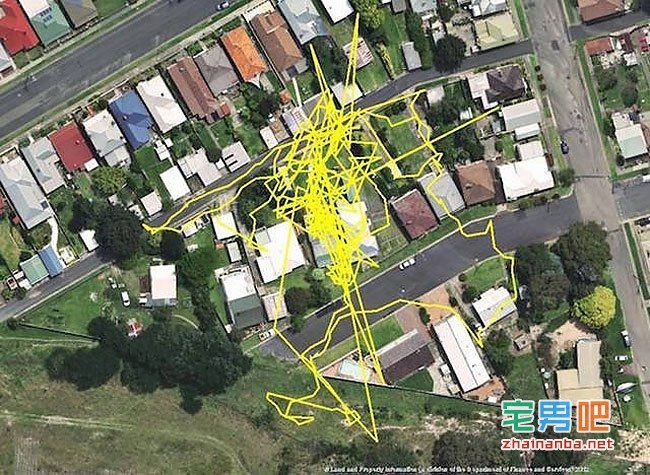 在猫的身上戴上gps,观察它们夜间的运动轨迹,结果看到了这个。。。 猫