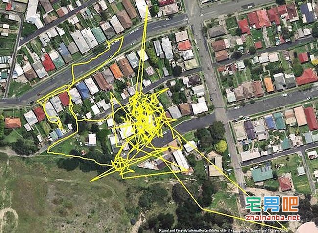 在猫的身上戴上gps,观察它们夜间的运动轨迹,结果看到了这个。。。 猫