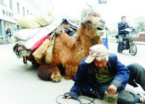 骆驼四肢被砍成乞讨工具
