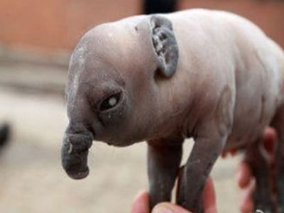 牛生麒麟猪生象 广场舞大妈集体整容 - 壹忧舍