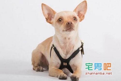 网络流行语 求出处 duang 