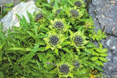 卧龙发现极度频危新物种巴朗山雪莲 - 壹忧舍