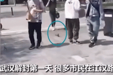 武汉解封首日黄鼠狼上街讨饭引起市民围观拍照 - 壹忧舍
