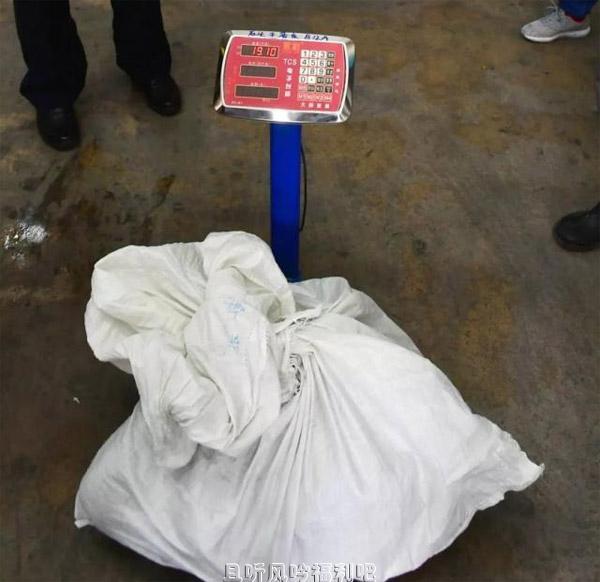 40斤巨蟒藏身天花板10年