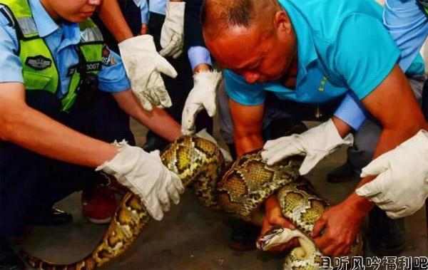 40斤巨蟒藏身天花板10年