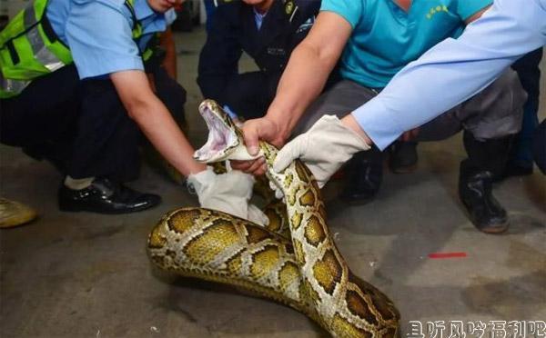 40斤巨蟒藏身天花板10年