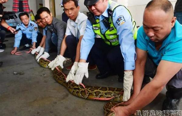 40斤巨蟒藏身天花板10年