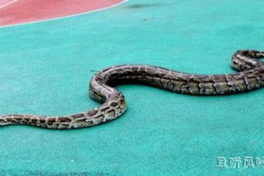 女子被2.4为巨蟒勒颈身亡 屋内还养着一百多条蛇 - 壹忧舍