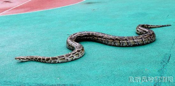 女子被2.4为巨蟒勒颈身亡 屋内还养着一百多条蛇 - 壹忧舍