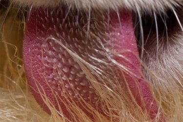 猫舌头竟然是这样的 看完整个人都不好了 - 壹忧舍