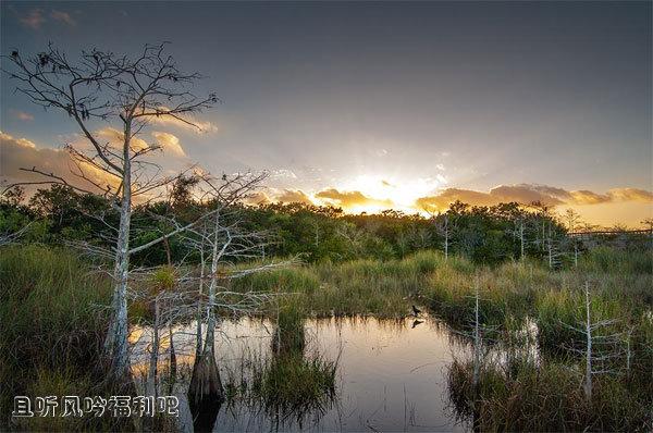 图片[2] - 你相信沼泽中有活了2000多年的古树吗？ - 壹忧舍