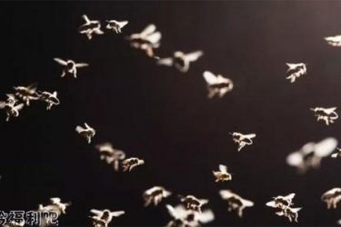 六腿兵团昆虫正在渐渐的被武器化 - 壹忧舍