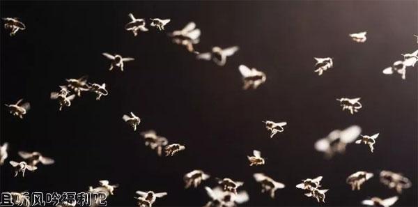 六腿兵团昆虫正在渐渐的被武器化 - 壹忧舍