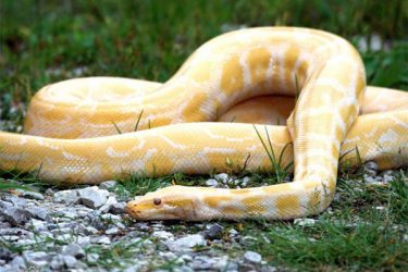 世界上最珍稀的6种蛇, 其中一种价值500万 - 壹忧舍