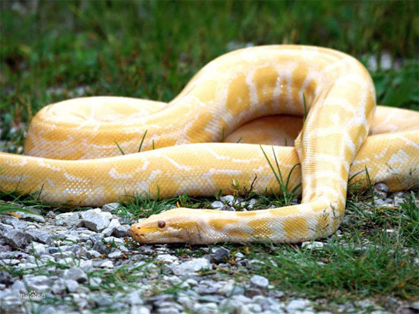 世界上最珍稀的6种蛇, 其中一种价值500万 - 壹忧舍