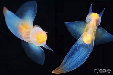 俄潜水员冰下拍到裸海蝶 外形像天使一样美丽 - 壹忧舍