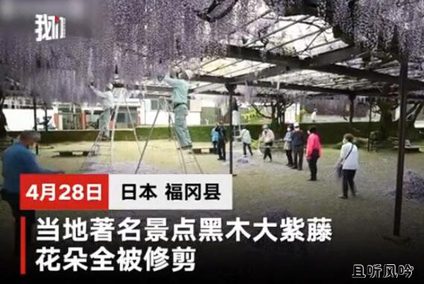 600岁巨型紫藤花被全部剪掉 - 壹忧舍