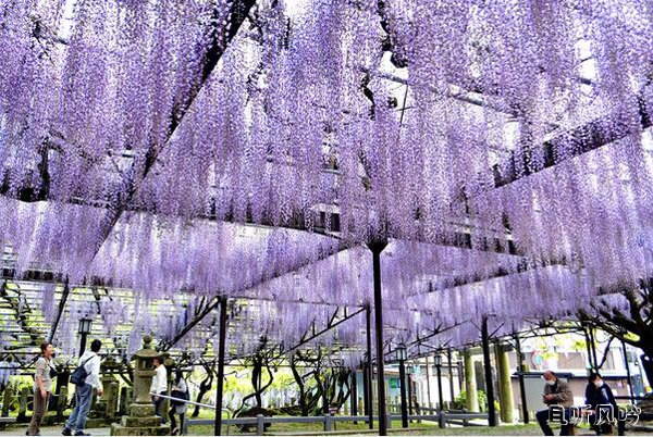 600岁巨型紫藤花被全部剪掉