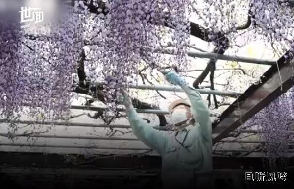600岁巨型紫藤花被全部剪掉