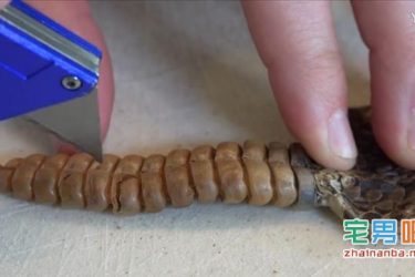 为了探究响尾蛇尾部为什么会发出声音 国外一对父子对蛇进行了解剖 - 壹忧舍