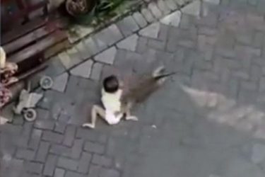 网传猴子骑自行车抢幼童,真相揭穿后众人大怒 - 壹忧舍