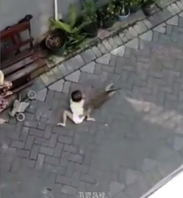 网传猴子骑自行车抢幼童,真相揭穿后众人大怒 - 壹忧舍