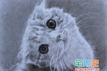 在猫的身上戴上gps，观察它们夜间的运动轨迹，结果看到了这个。。。 - 壹忧舍