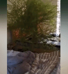 男子4个月没回家床头长竹子 这是绿到床头了啊 - 壹忧舍