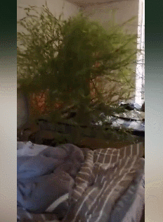 男子4个月没回家床头长竹子 这是绿到床头了啊 - 壹忧舍