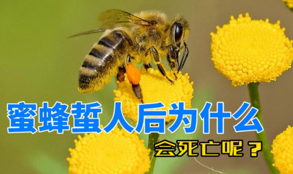 为什么蜜蜂蜇人后自己会死? - 壹忧舍