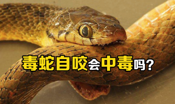 毒蛇咬毒蛇会被毒死吗? - 壹忧舍