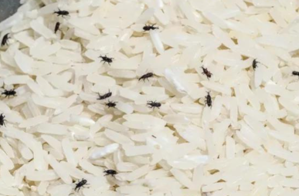 米放久了为什么会生虫子? - 壹忧舍