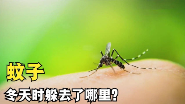 为什么冬天不见蚊子? - 壹忧舍